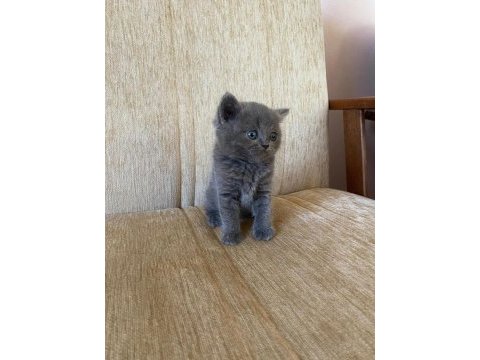40 günlük british shorthair