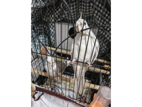 Wifi ele gelen sultan papağanı