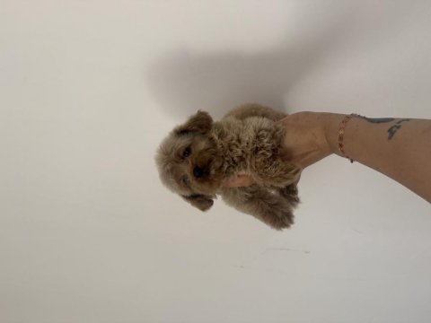 Aşılı dişi ve erkek kore maltipoo yavrular