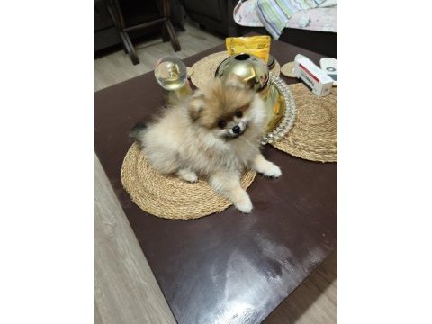 Pomeranian boo oyuncu ve orjinal