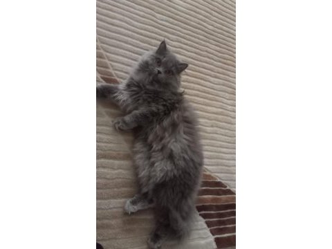 British longhair kedimiz lunaya bir damat arıyoruz