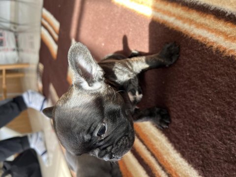 40 günlük french bulldoglar