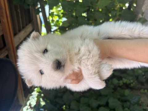 Kartopu samoyedler için son fırsat
