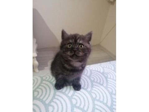 2 aylık british shorthair