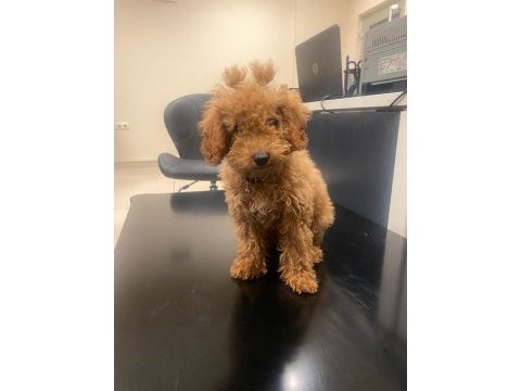 4 aylık toy poodle