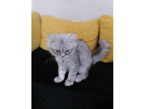 4 aylık scottish straight longhair