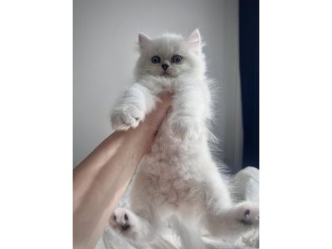 British longhair erkek yavru