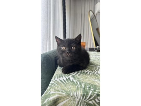2 aylık british shorthair yavru kediler