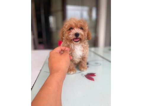 Tatlı yüzlü maltipoo bebeklerim