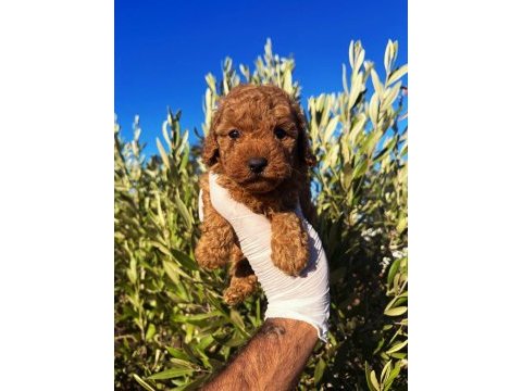 Toy poodle sahibi olmak için süper fırsat