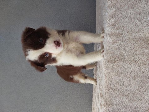 Rengarenk border collie yavrularımız