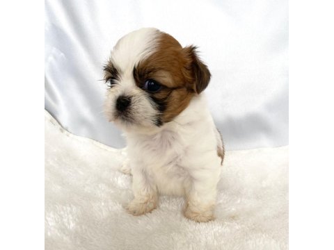 Kaymak shih-tzu bebişler (şitsu)