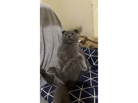 4 aylık british shorthair kırık kulak dişi
