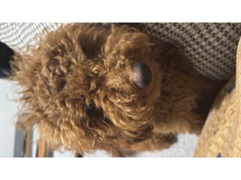 Çok tatlış poodle bebişimiz