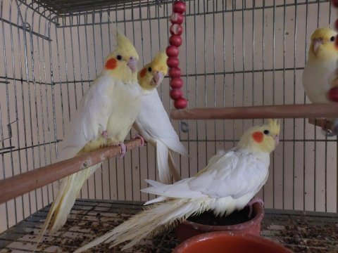 Tecrübeli çift sultan papağanı