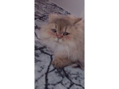 British longhair kedisi