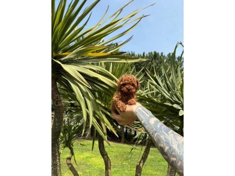 Orjinal ırk ve sağlık garantili poodle