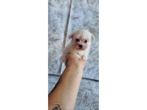 Kar beyaz maltese bebekler
