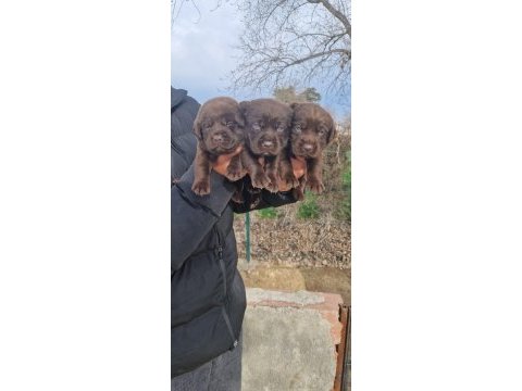 Labrador yavrularımız