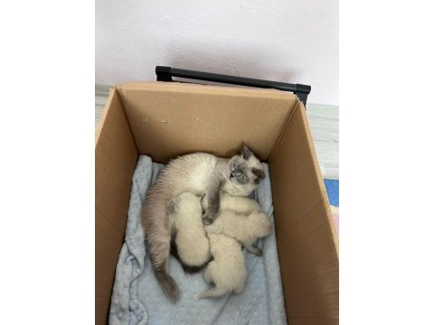 Pamuk ve çakırın evlatları kediler