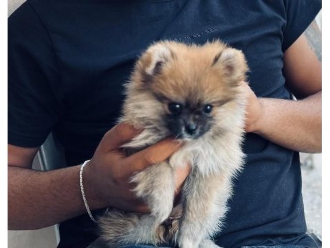 Yavru dişi pomeranian boo