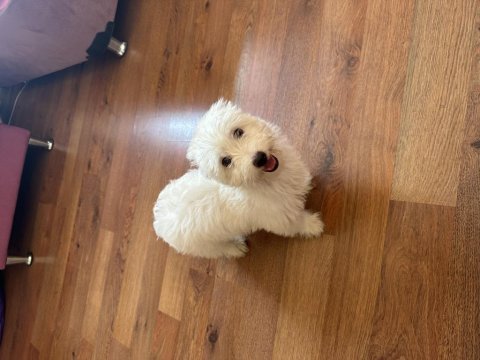 Maltipoo 3.5 aylık