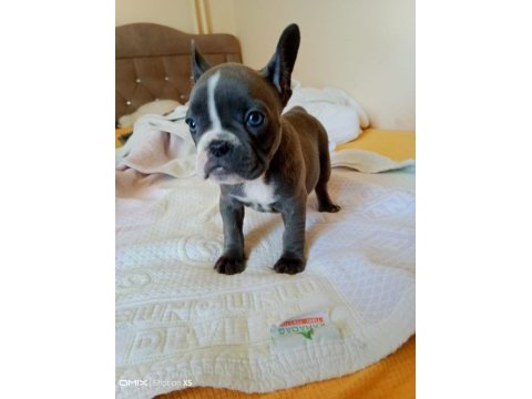 A kalite french bulldog yavrular