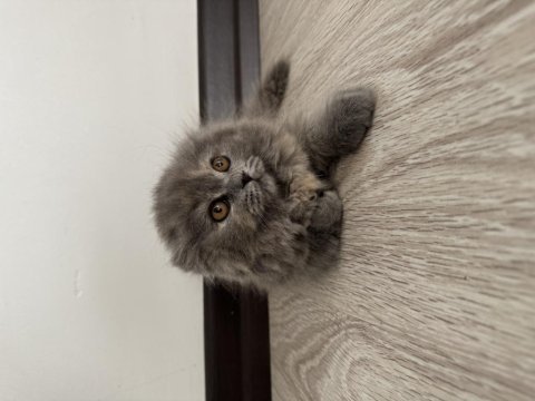 2 aylık dişi uzun tüylü scottish fold
