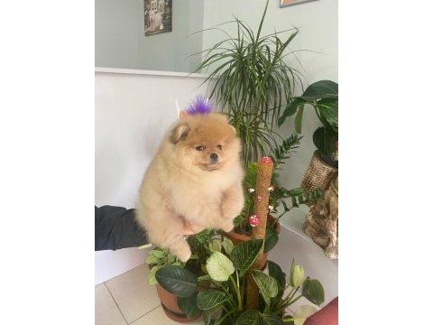 4 aylık yavru pomeranian boo
