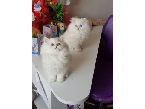 British longhair yavrular