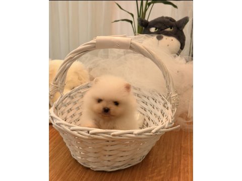 Mini boy ayı surat pomeranian yavrular