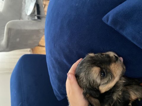 4 tane yorkshire terrier