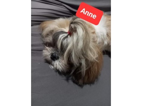 Safkan shih tzu