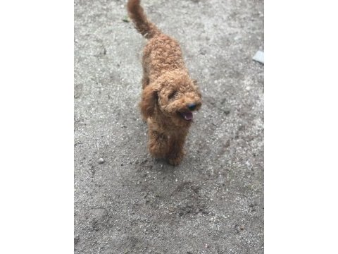 8 aylık dişi minyatür poodle