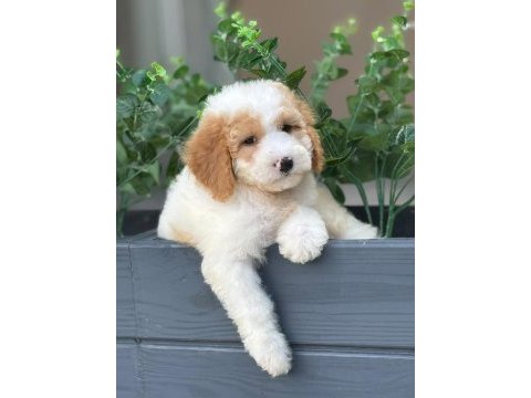 Oyuncu labradoodle yavrularımız
