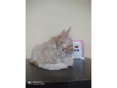 Çok güzel bir kedi cana yakın ve sevimli