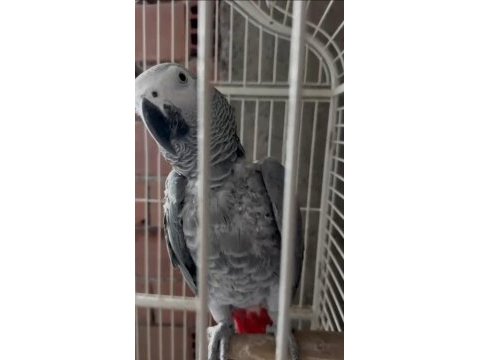 Konuşan jako papağanı