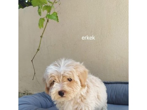 Teslime hazır maltipoo yavrularımız
