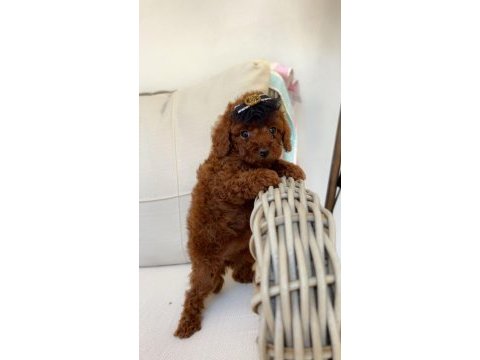 Ev ortamında red brown kore poodle yavrum