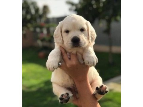 Eğitimli baby face golden retriever bebekleri