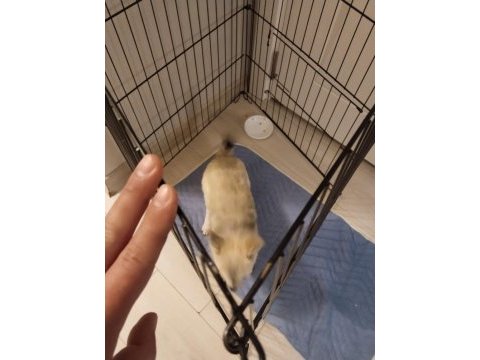Pomerrion kırması