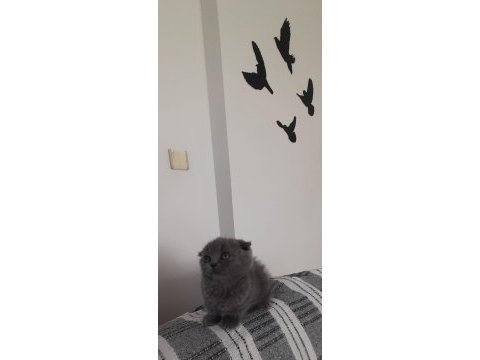 Denizli scottish fold yavrularım