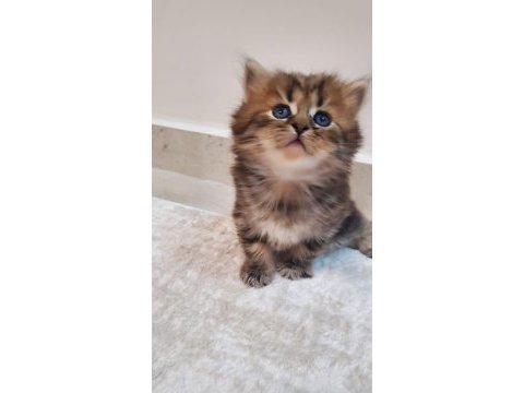 Mükemmel güzellik british longhair