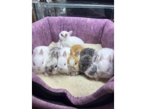 Cüce netherland dwarf tavşan yavrularımız