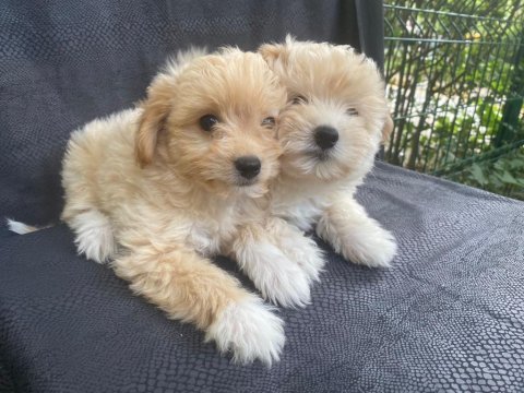 Harika maltipoo bebekler