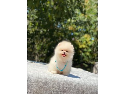 Vet teknikerden show class pomeranian yavrular