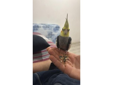 Jumbo gold texas muhabbet kuşu takım