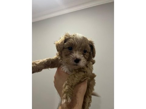 45 günlük poodle yavrular