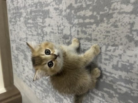 2 aylık british shorthair yavrularımız