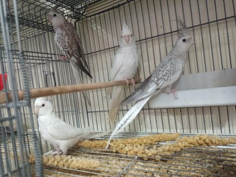 Albino white bebek sultan papağanları